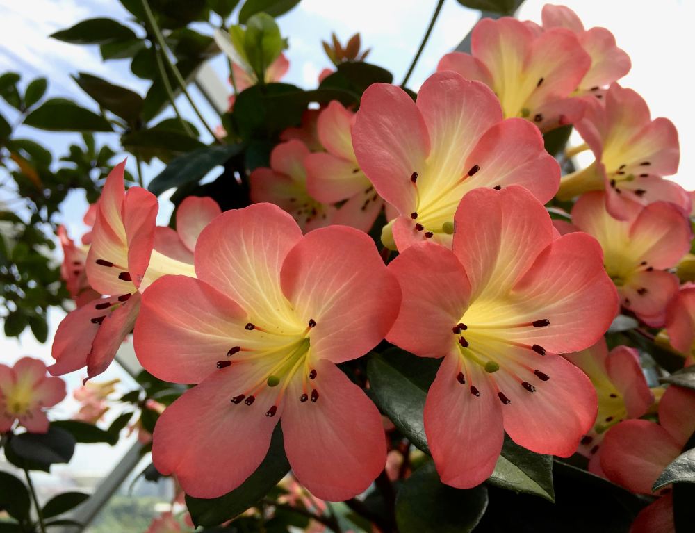 Vireya Rhododendron - 1