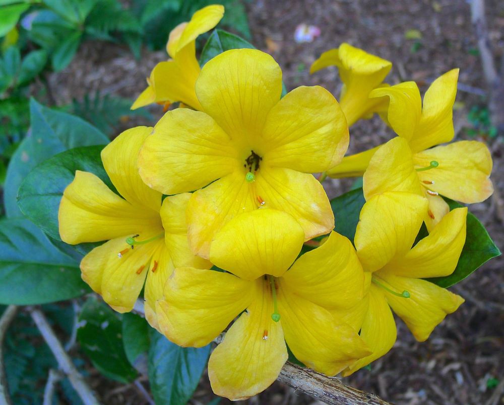 Use orchid potting mix, slow release fertiliser sold for orchids, and grow them in terracotta orchid pots and you'll be off to a good start. Pictured: Vireya Rhododendron 'Alexa'