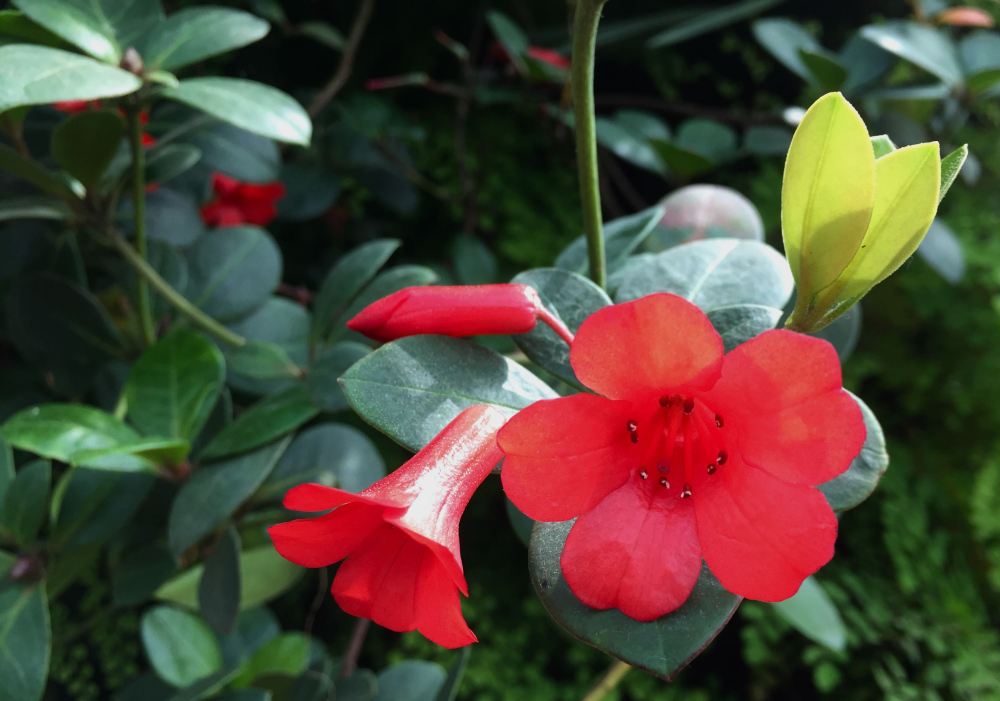 Vireya Rhododendron lochiae