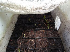 Jackfruit seedlings germinate, Artocarpus heterophyllus
