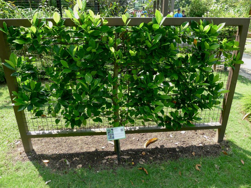 Artocarpus espalier jackfruit
