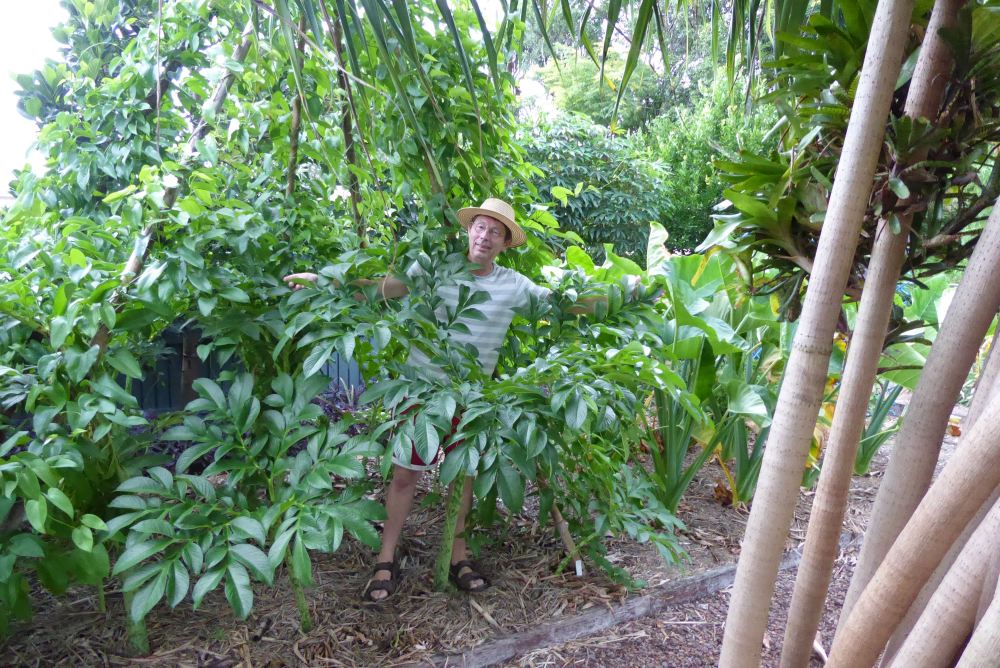 Jerry/ Elephant Foot yam, Amorphophallus paeoniifolius - 6