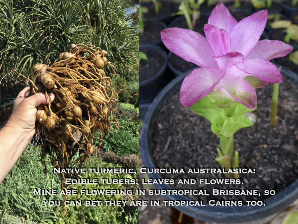 Tropical Crops For Summer In Northern Australia – Jerry Coleby-Williams