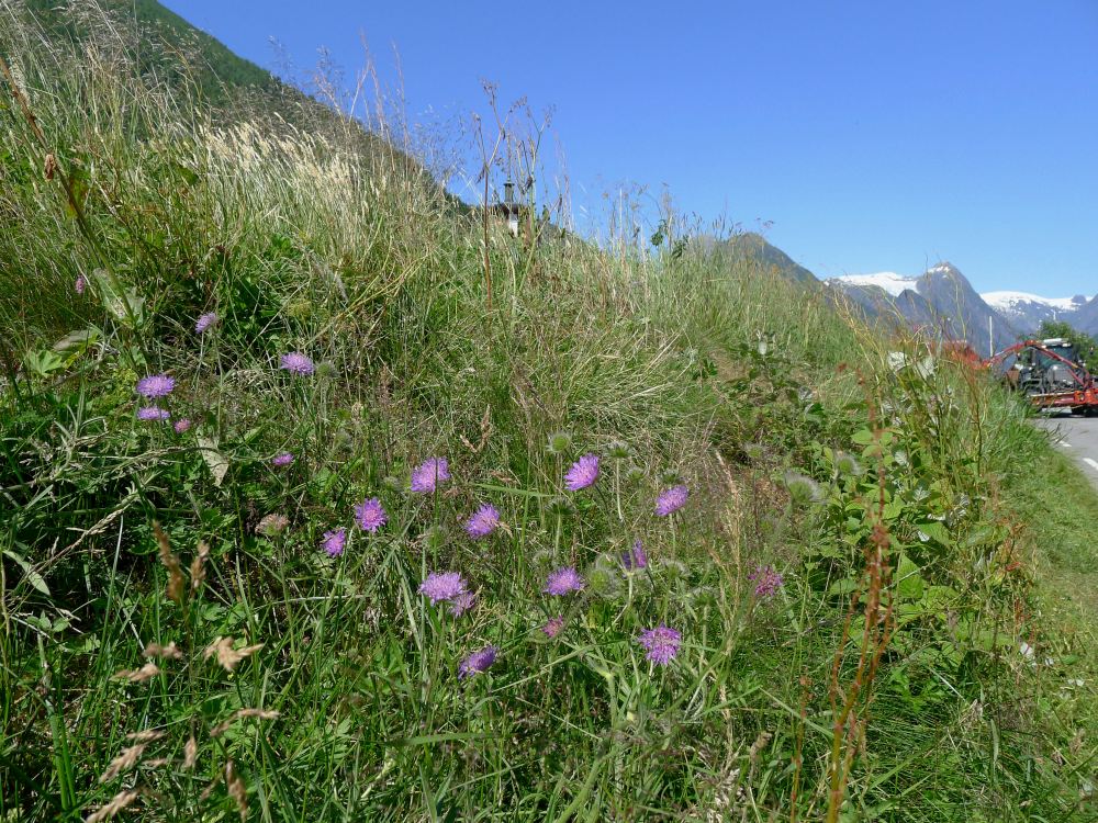 slashing roadside weeds, Fjaerland, Norway