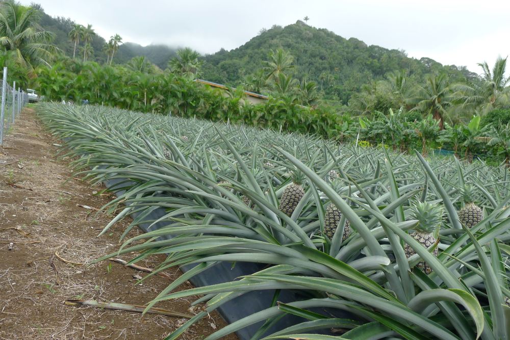 weed matting with pineapples
