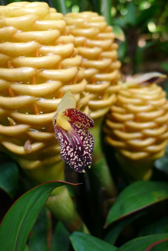 Closeup of beehive ginger flowers.