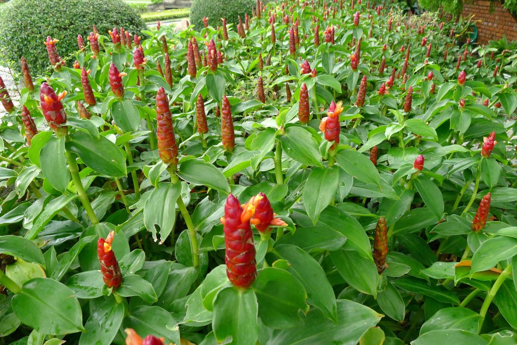 A large border of Costus spiralis.