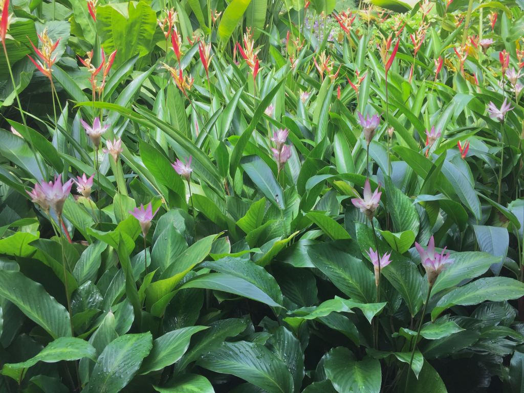 Heliconia and Curcuma planted in a border.