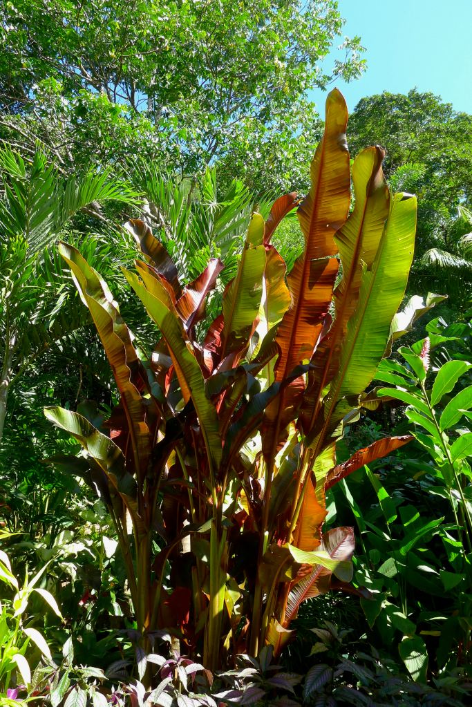 Some Heliconias are grown just for their decorative foliage.