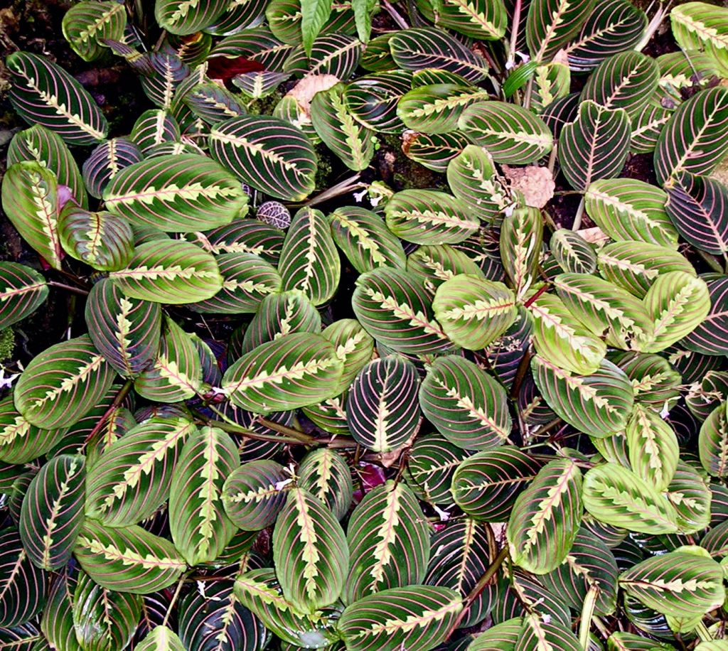 A beautiful prayer plant.