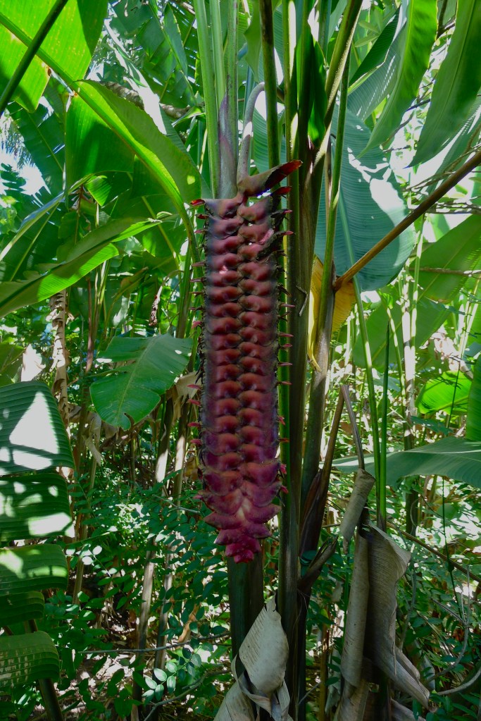 Metre long Heliconia flower.