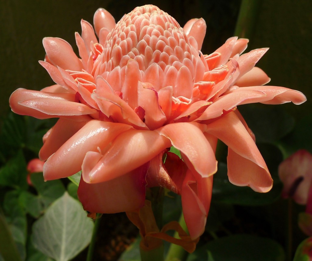 Torch ginger makes a valuable cut flower.