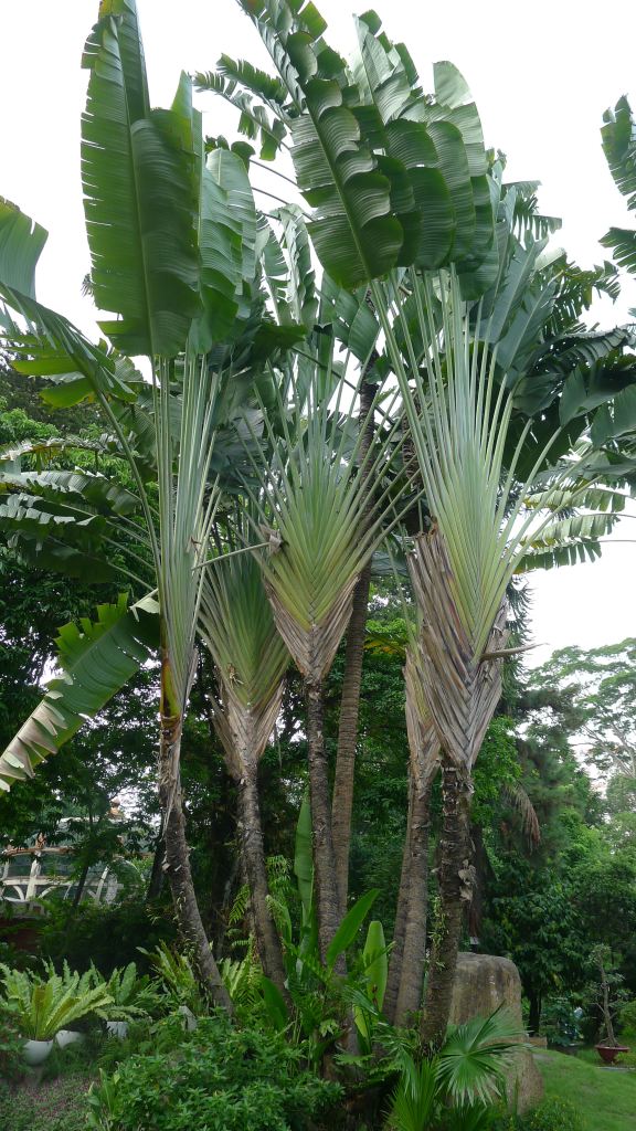 Stand of traveller's palms.