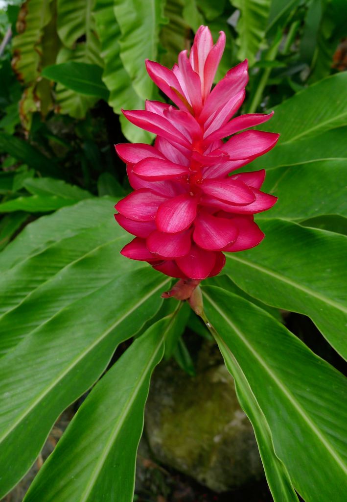 Red ginger flower sprouting from its pseudostem.