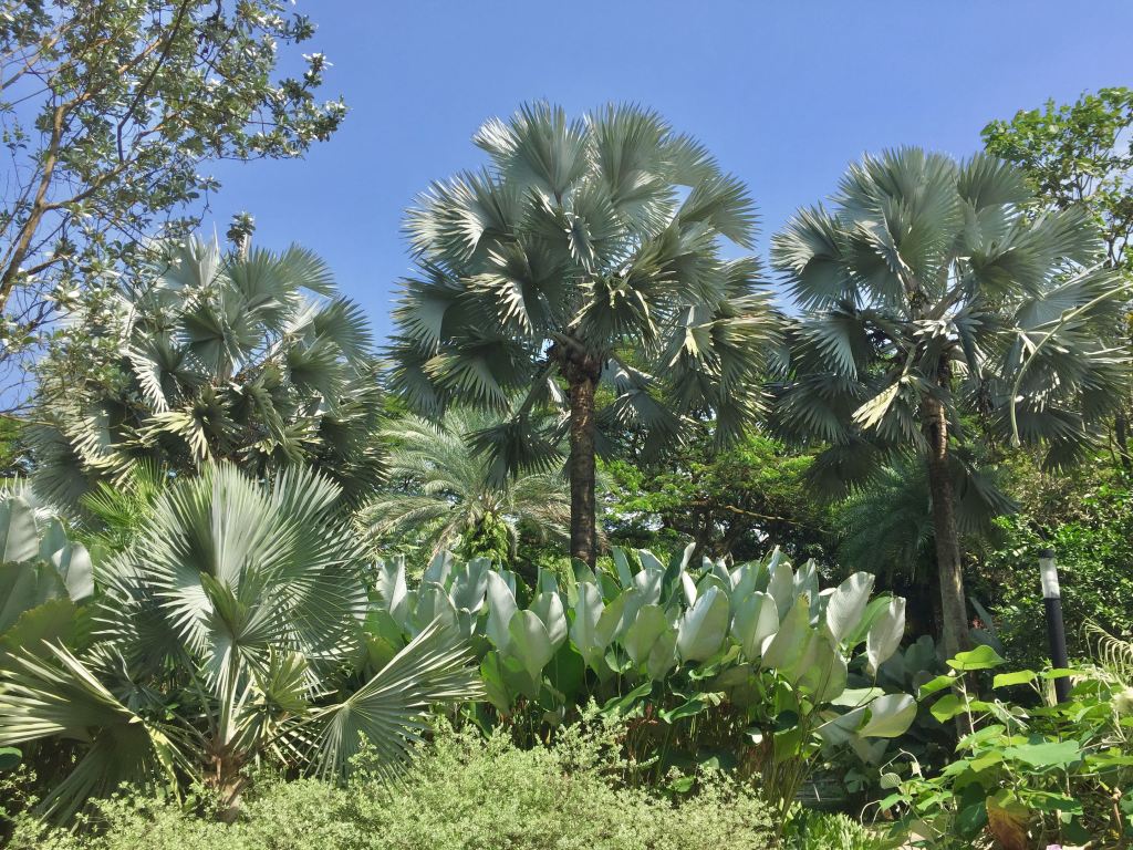 Calathea groundcover in a silver foliage garden.