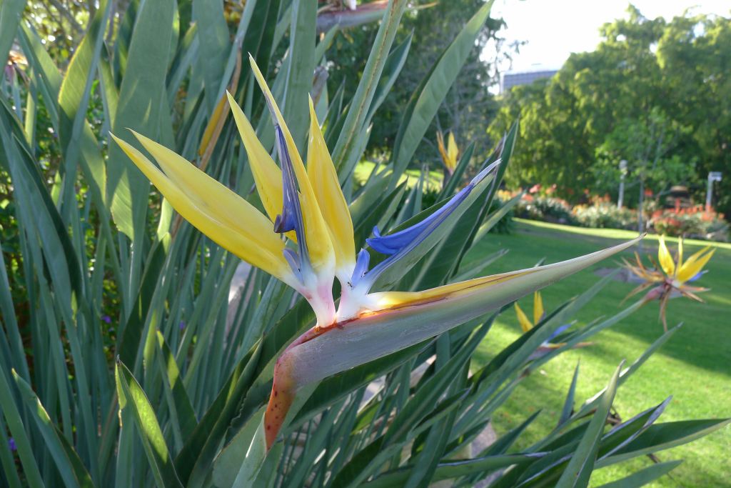 Strelitzia flower.