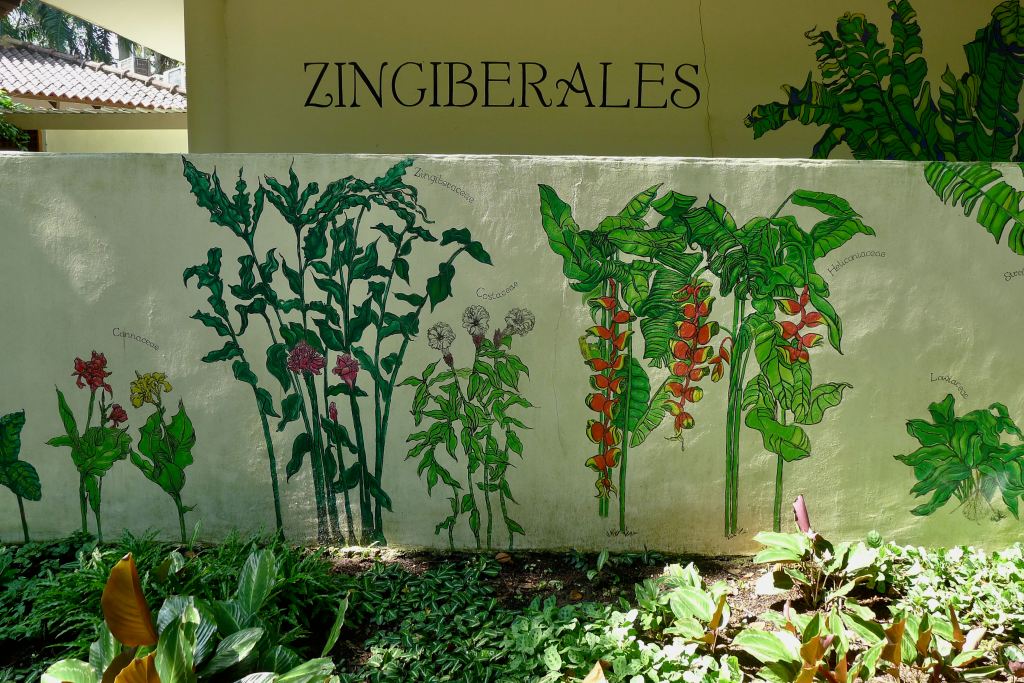 Mural of the Zingiberales.