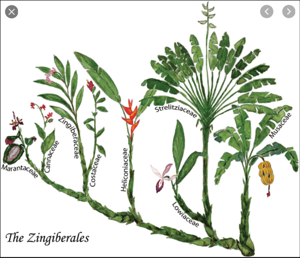 A graphic family tree image of the Zingiberales order.