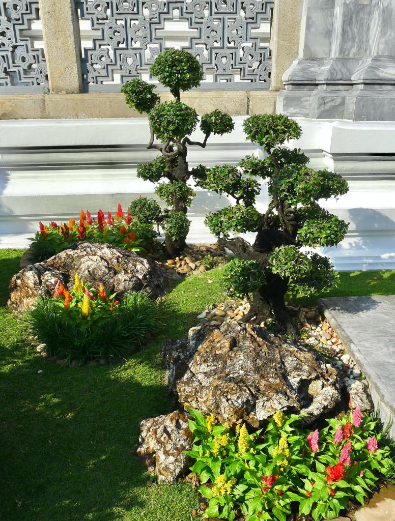 Ehretia microcarpa- Grand Palace, Bangkok