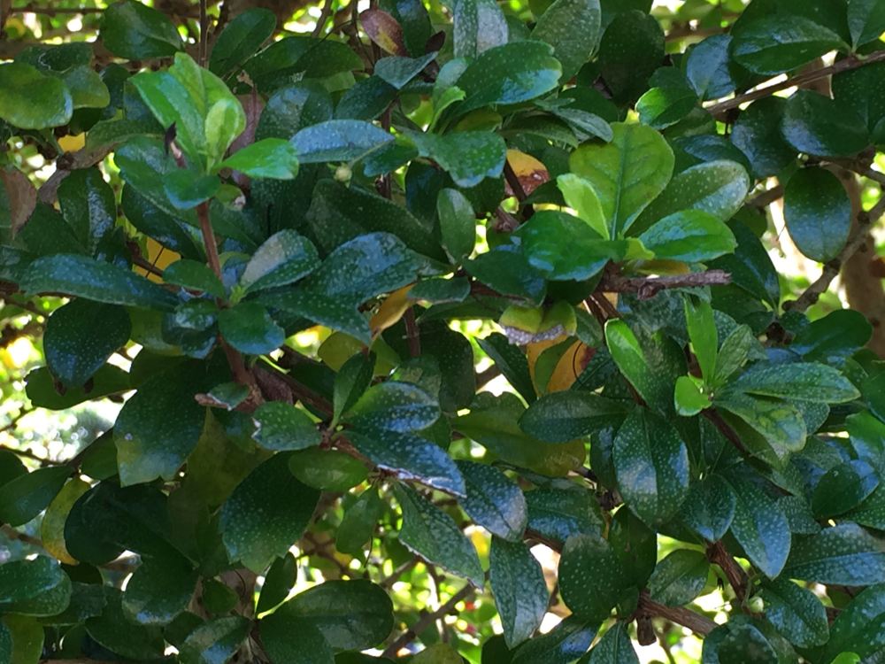 Ehretia microphylla - 5