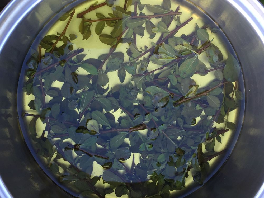 Fukein tea, Ehretia microphylla - 2