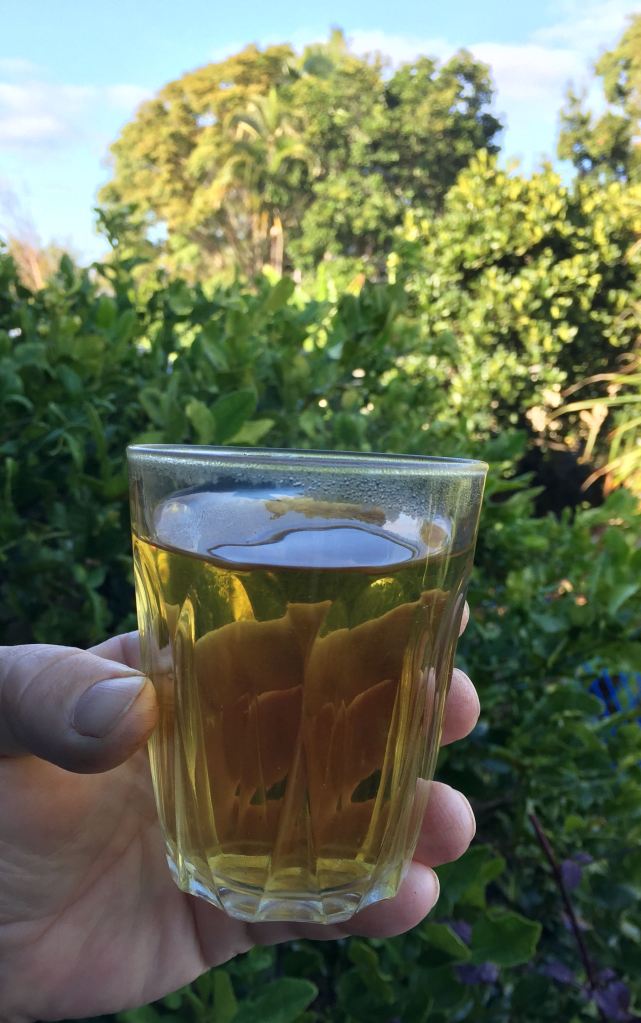 Fukein tea, Ehretia microphylla - 4