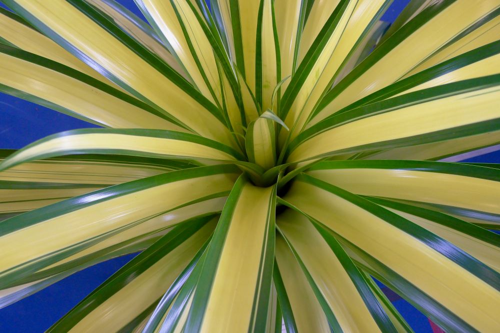 Alcantarea 'John Stoddart' 1