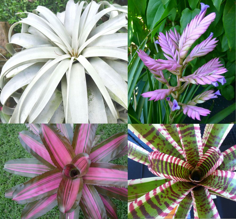 Review: Starting with Bromeliads, by Robert Reilly, published by the Bromeliad Society of Queensland, September 2021.