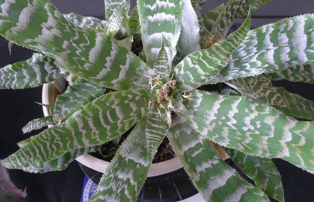 Cryptanthus Shimmer