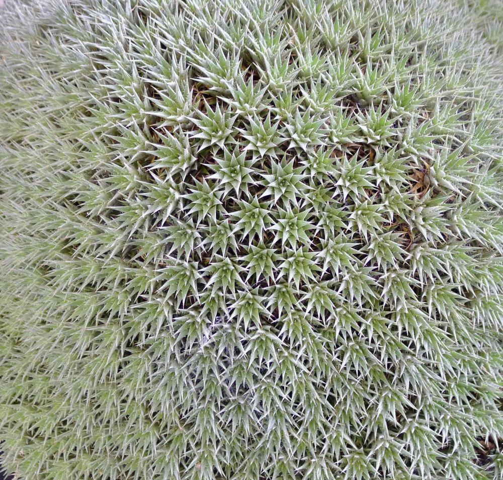 Deuterocohnia brevifolia 2