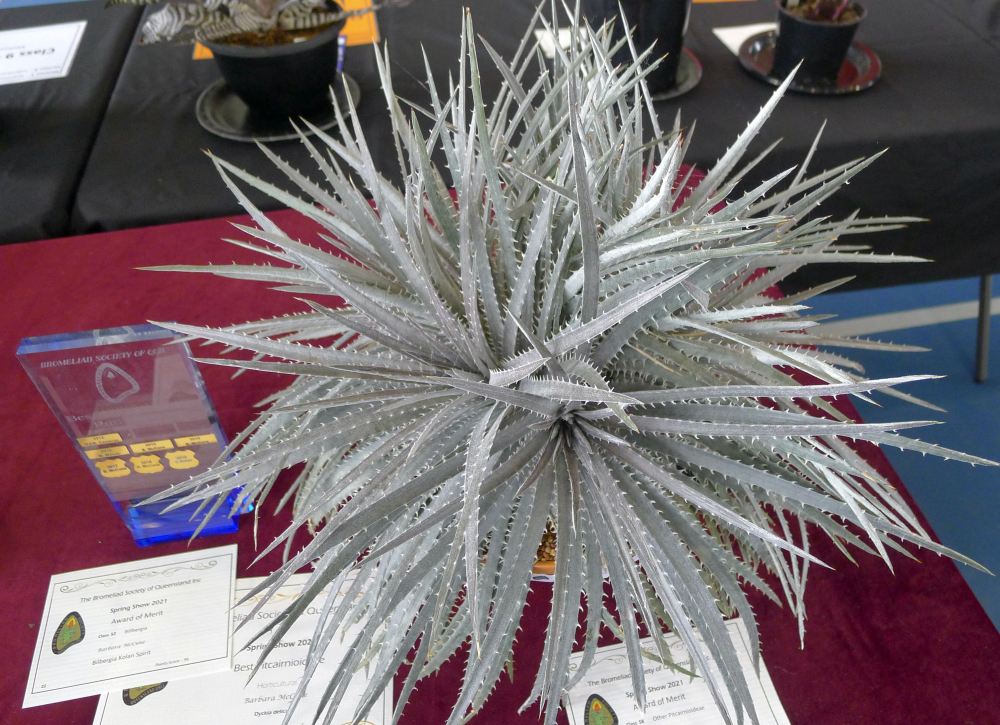Dyckia delicata