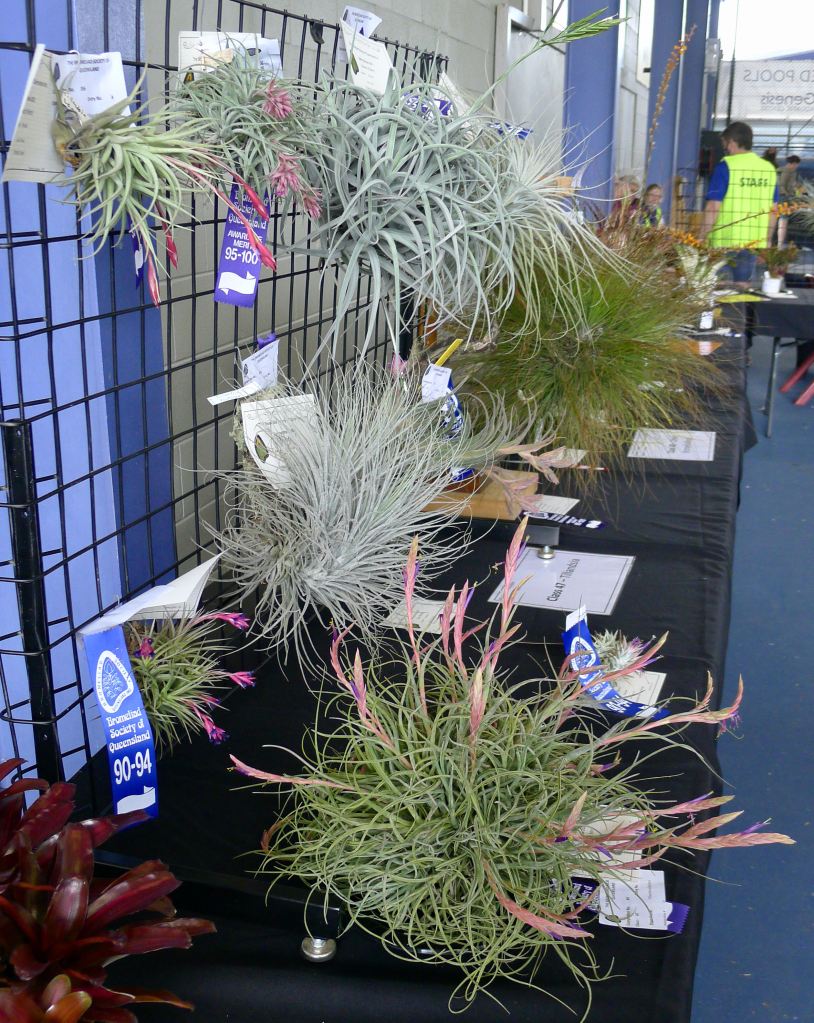 Queensland Bromeliad Society