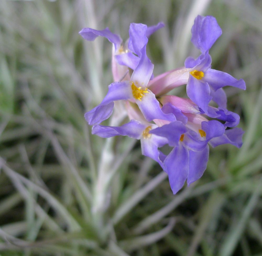 Tillandsia bergeri