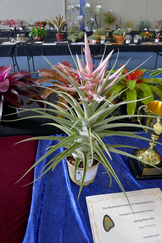 Tillandsia Lucille 1