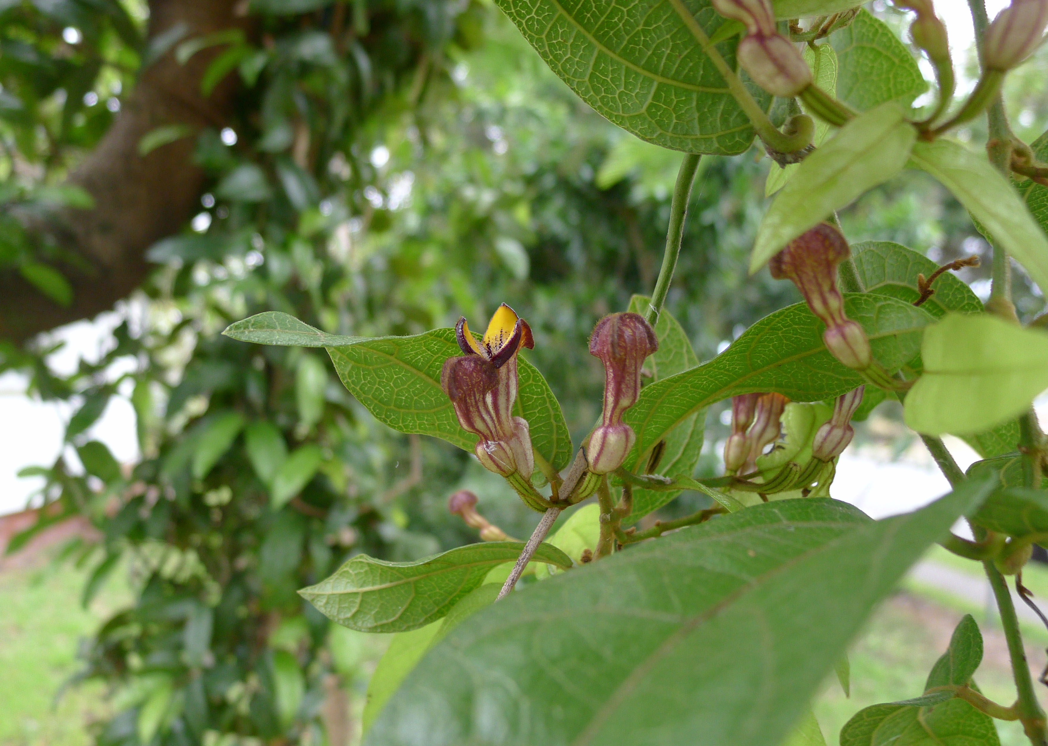 Pararistolochia praevenosa - 1