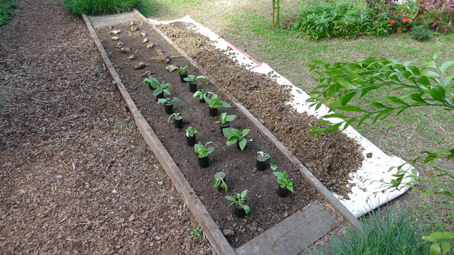 a cultivated garden bed with comfrey and arrowroot planted in blocks
