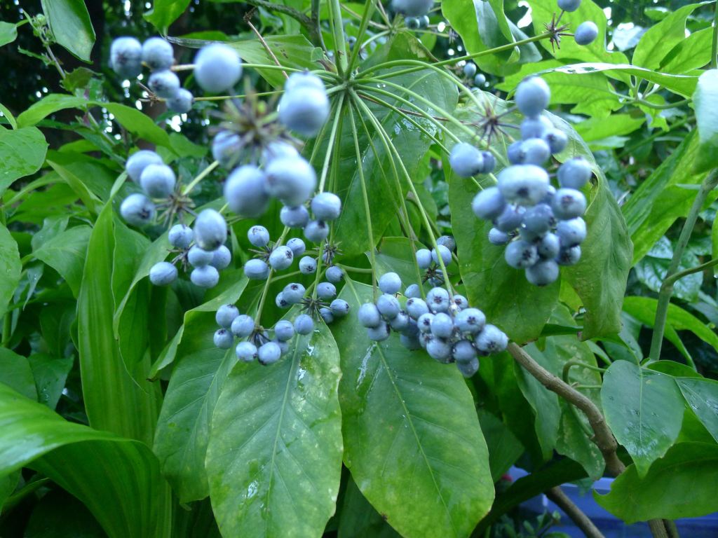 image of blue-grey fruit of Mackinlaya macrosciadea