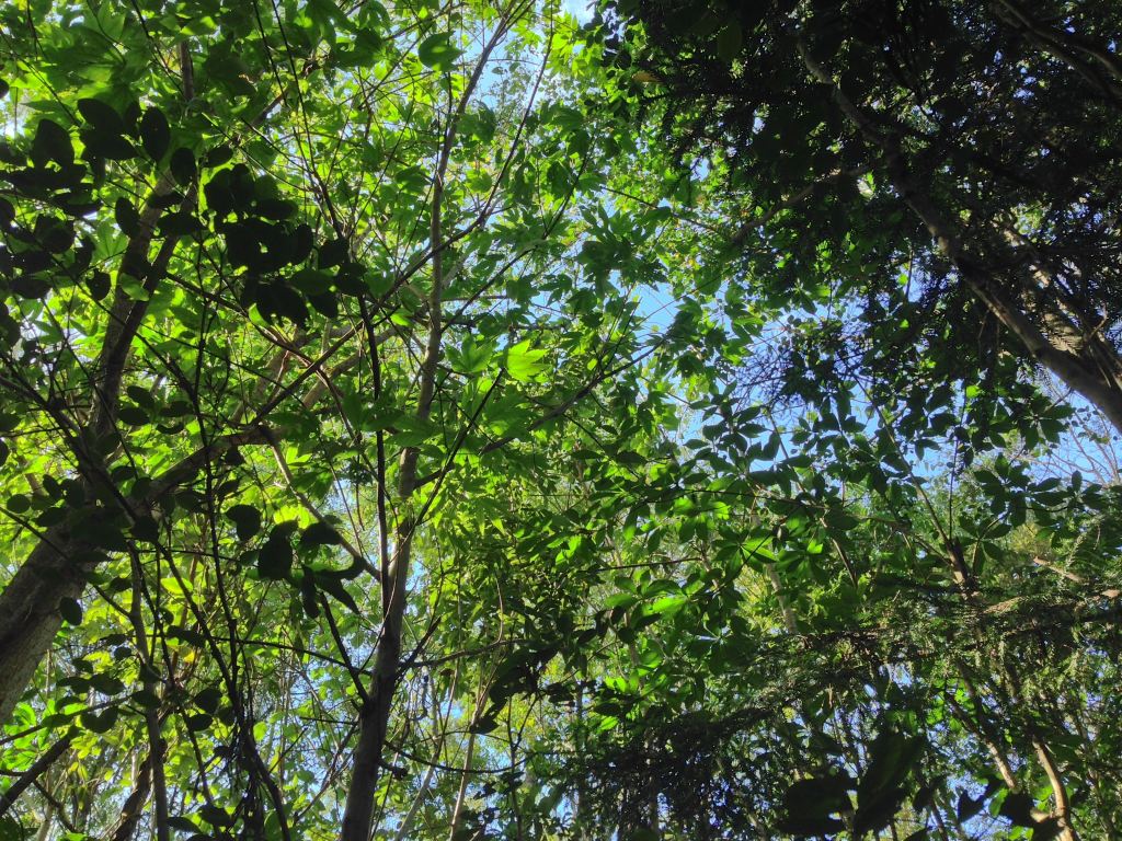 view up through the canopy  of Mackinlaya macrosciadea