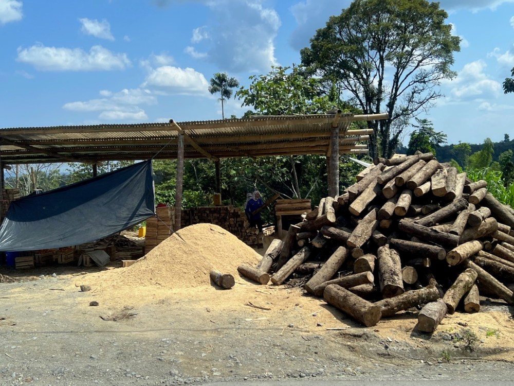A Cecropia wood yard.