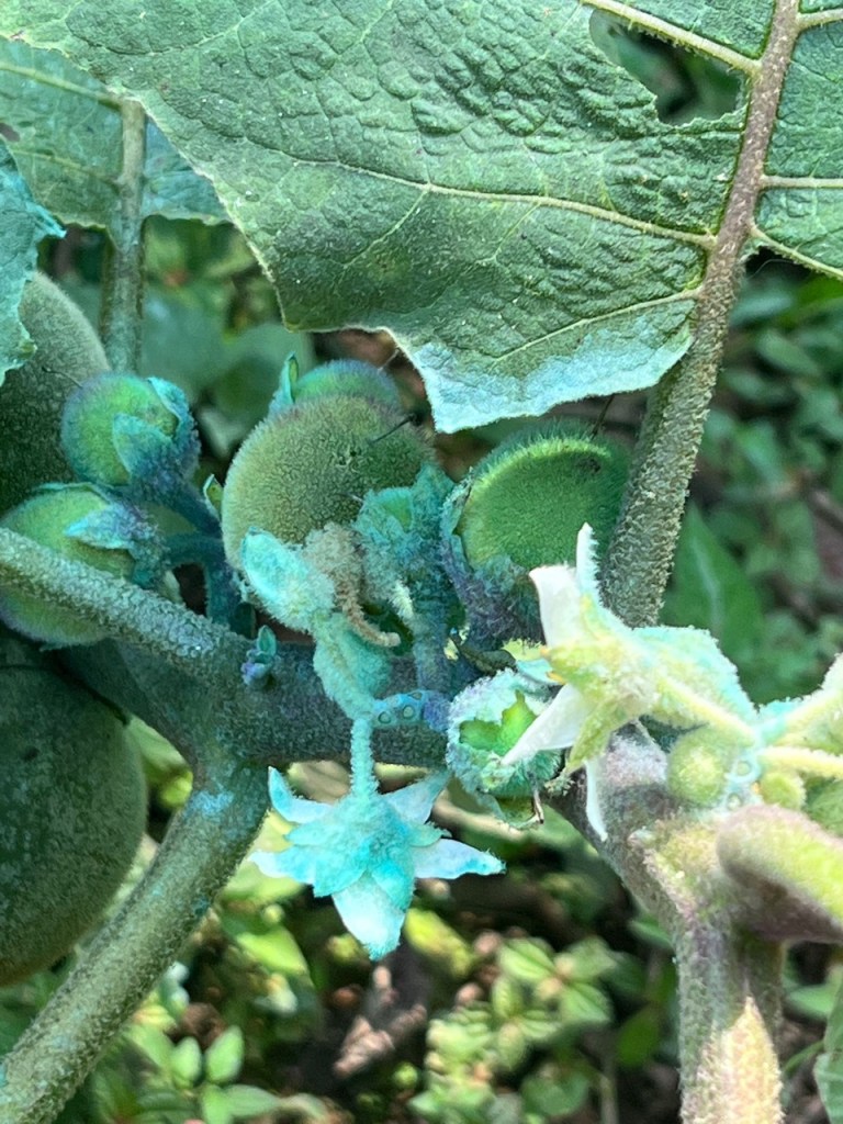 Copper residue on naranjilla.