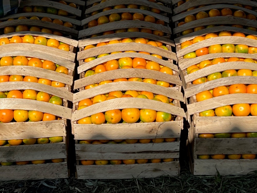 Naranjilla ready for market.