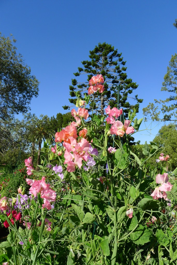 pink sweet peas