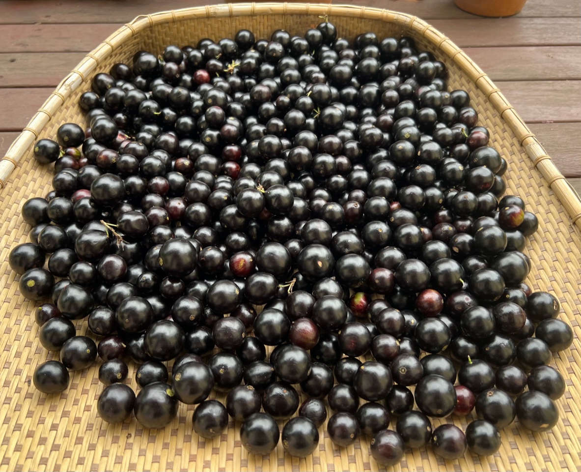 Jerry’s Jaboticaba Jam Recipe Jerry ColebyWilliams