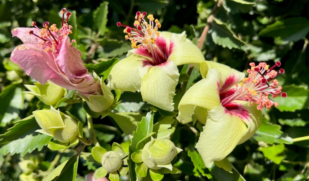 A hedge of hibiscus with creamy yellow flowers with a red throat.