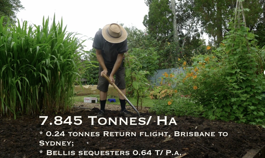 Picture of me digging in compost with text overlay. 7.845 tonnes of CO2 is sequestered per hectare if the soil carbon content is increased by 1%. A return flight from Brisbane to Sydney emits 0.24 tonnes CO2. Bellis sequesters 0.64 tonnes CO2 every year.