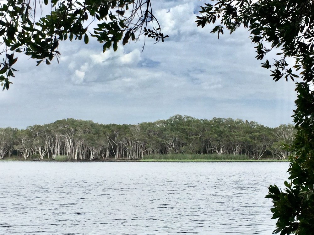 A Melaleuca quinquinervia swamp as viewed across a lake in NSW.