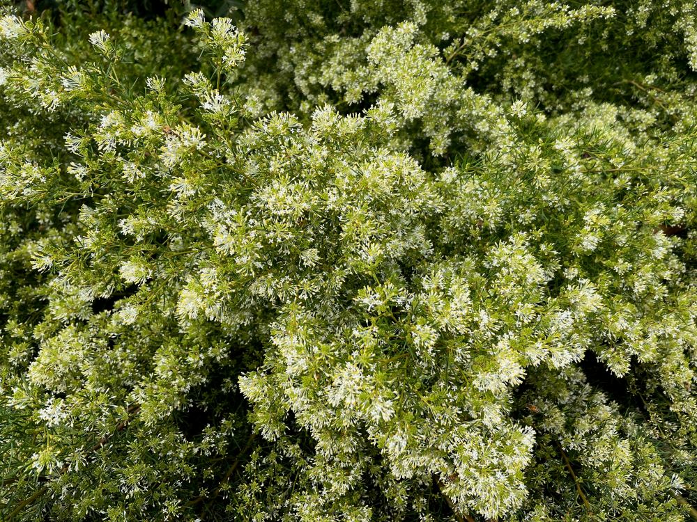 A dense busy plant with many tiny white flowers