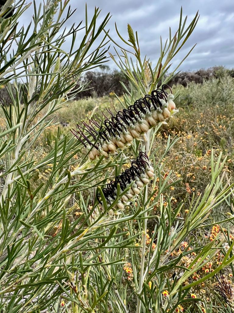 A white and black toothbrush shaped grevillea flower 