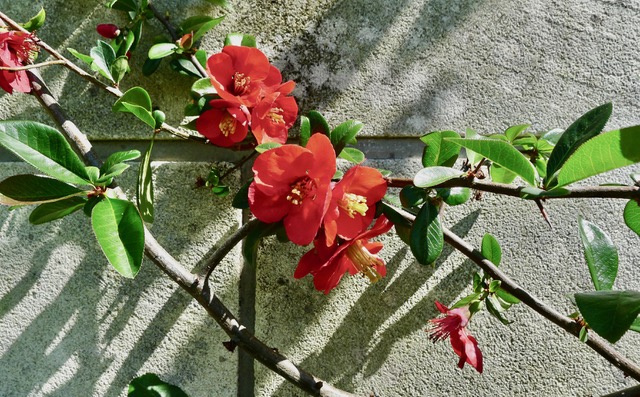 Several simple red flowers with yellow stamens on a branch
