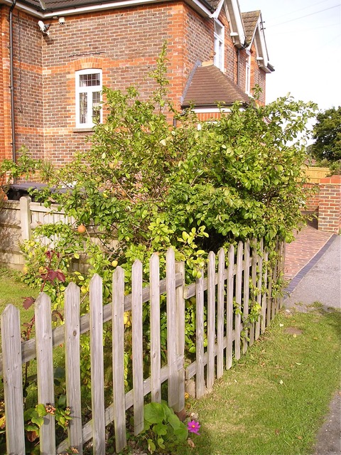 A quince tree growing in a suburban English garden.